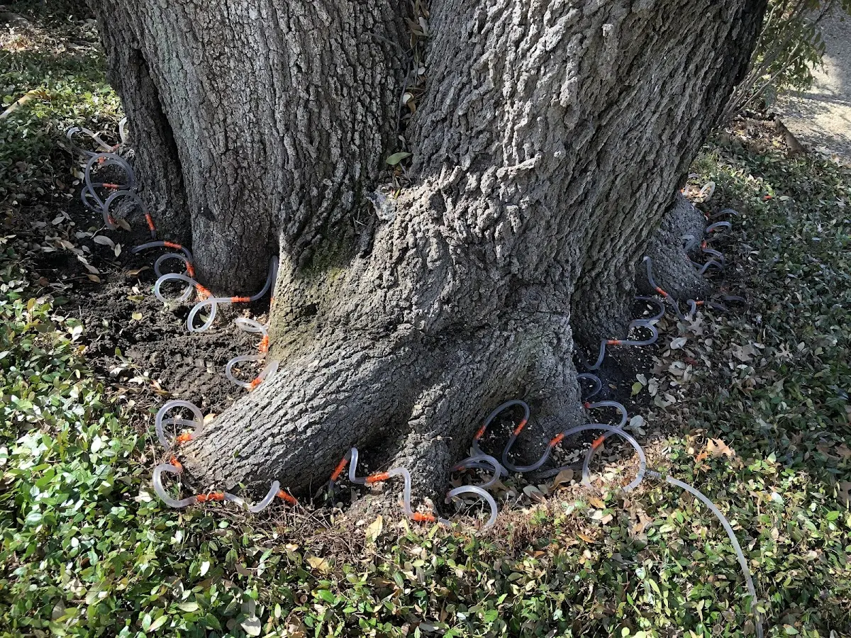 Detailed Tree Cabling and Bracing job site in Scaly Mountain