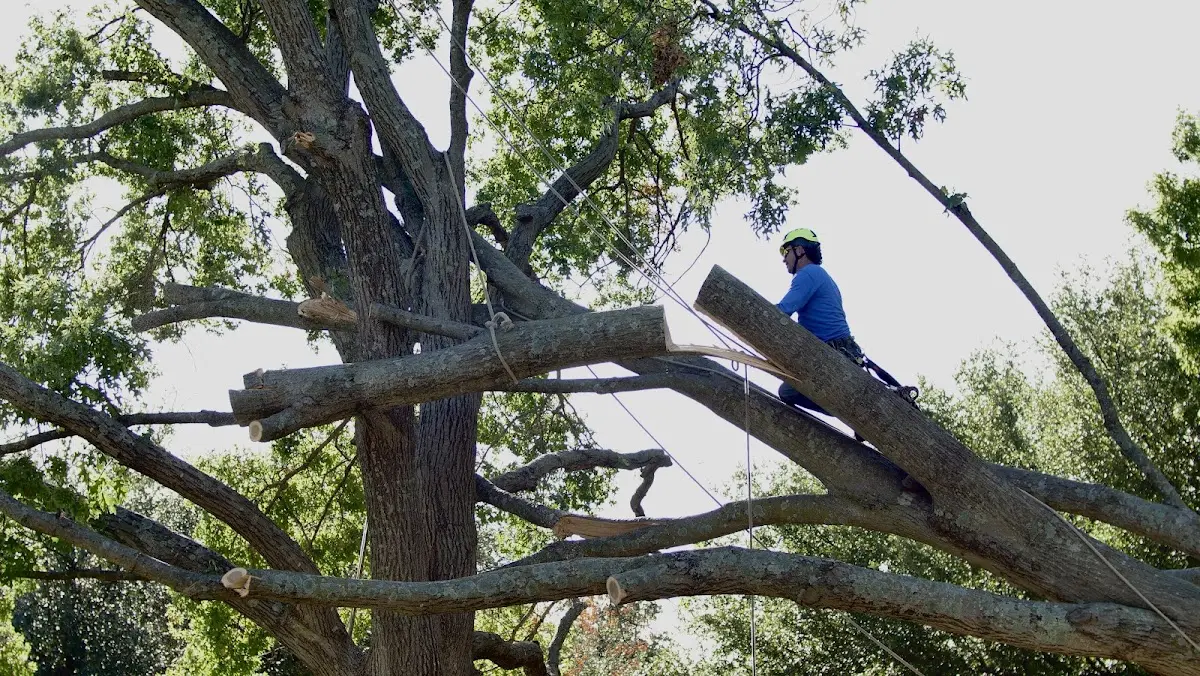 Professional Crown Thinning performed by certified arborists in Scaly Mountain