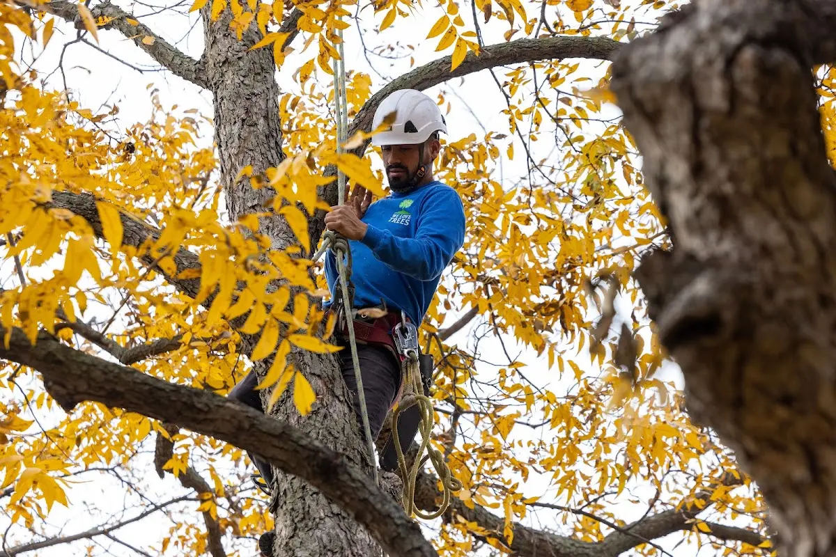 Skilled Storm Damage Cleanup crew working in Scaly Mountain