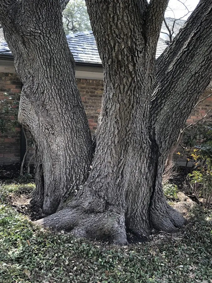 Mature heritage tree close to a Scaly Mountain property cared for by certified arborists